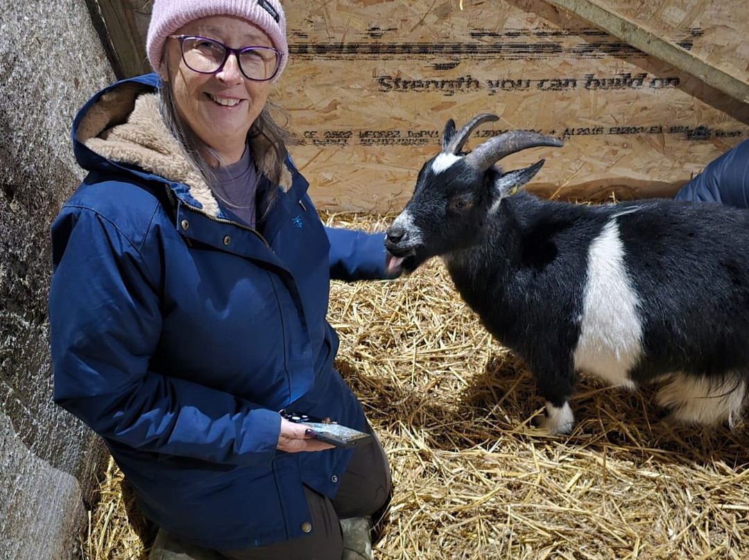 Kinedale Donkeys-Ballynahinch必去景点