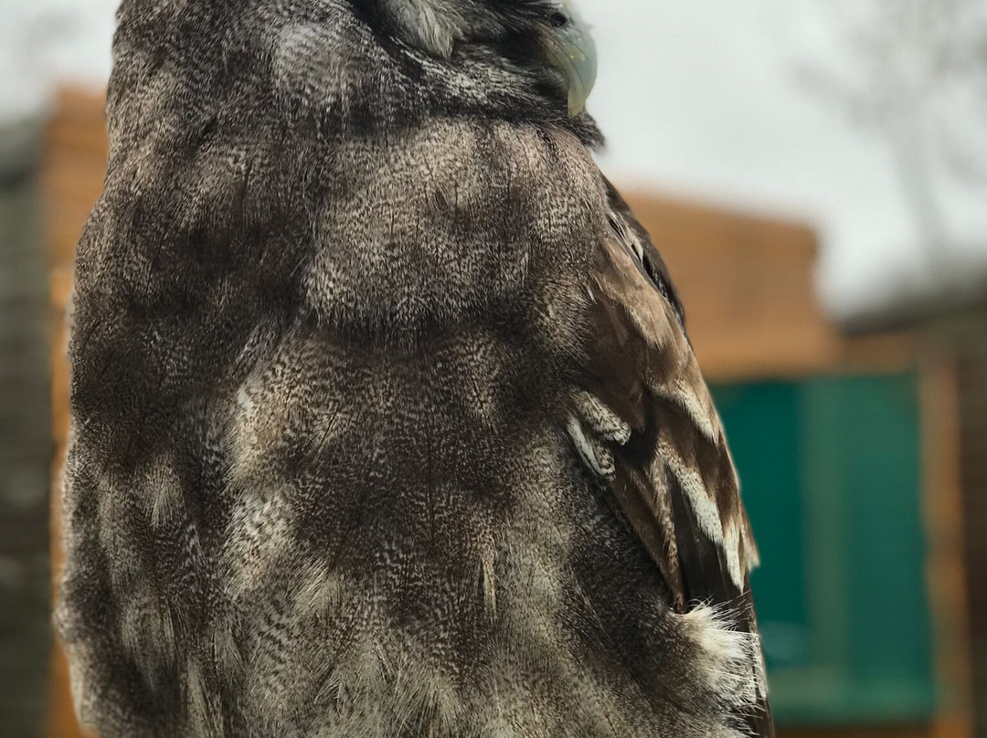 Devon Bird of Prey Centre-牛顿阿伯里必去景点