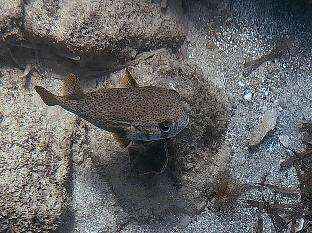 Vieques Snorkel Tours-维切克岛必去景点