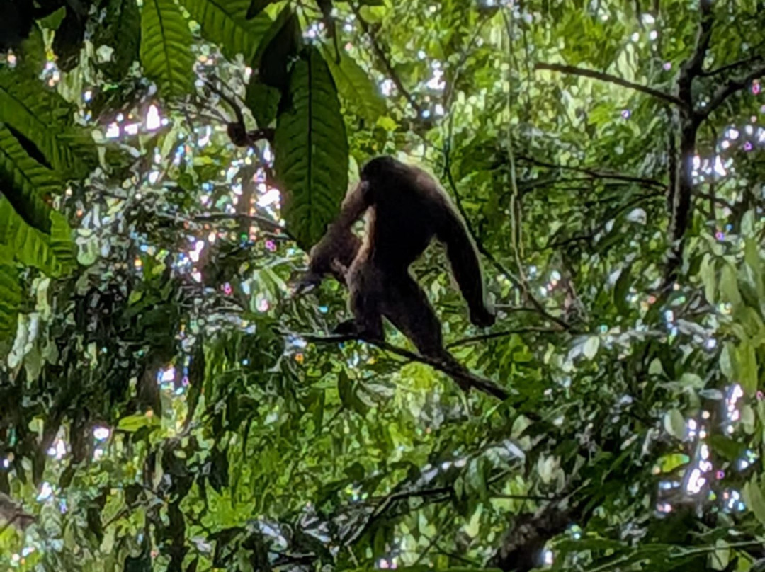 Inkamazonia Jungle Specialist-Manu必去景点