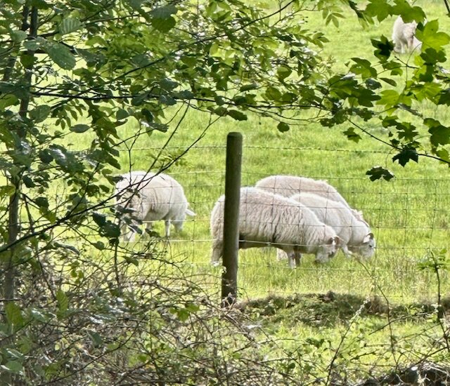 Coed Mawr Hall Bed & Breakfast-浴室