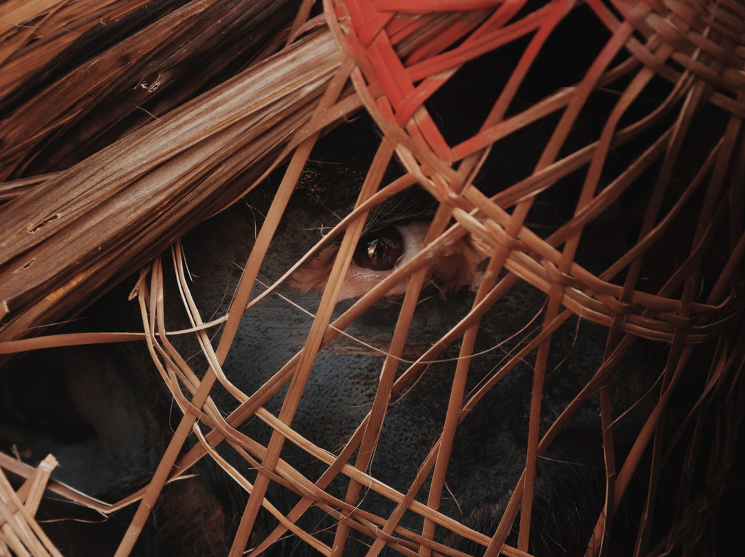 Carnaval de Barranquilla-Barranquilla必去景点