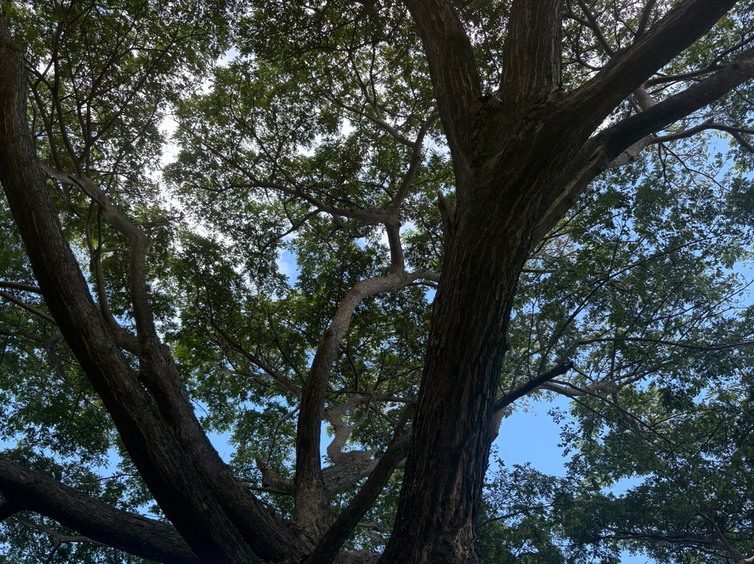 Musee du Rhum-Sainte Rose必去景点