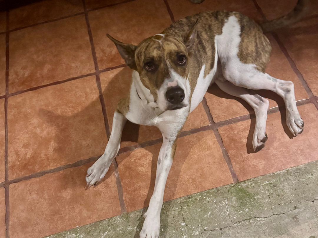 Hotel Rio Lindo主图