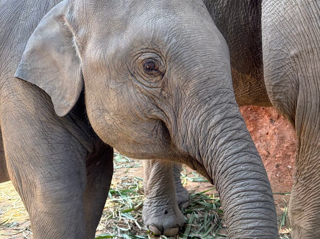 The Chai Lai Orchid-Mae Win必去景点