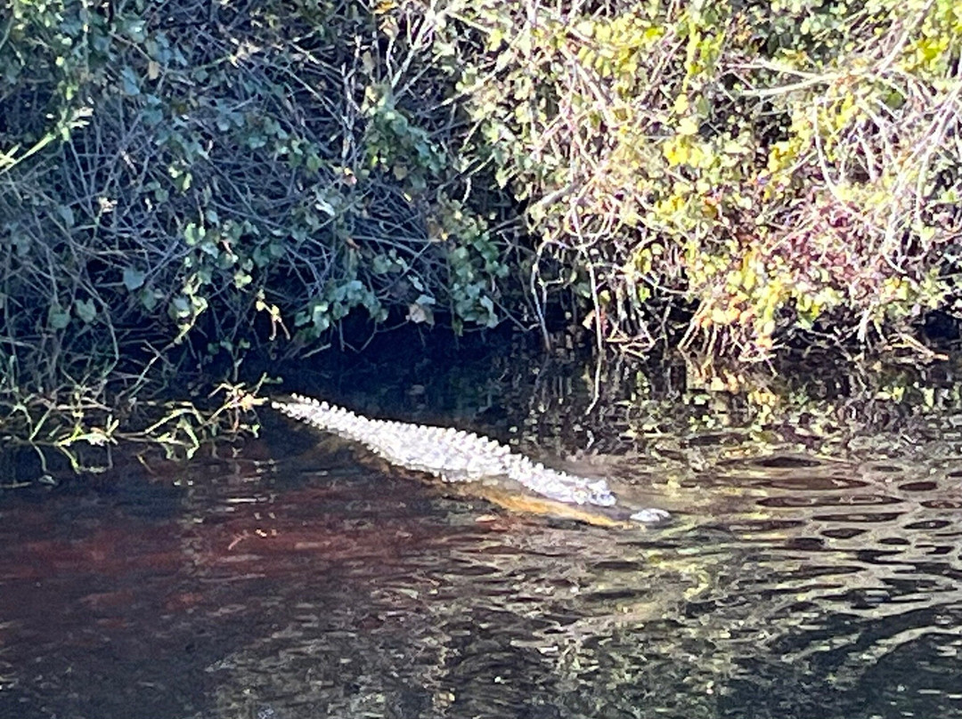 CREW - Bird Rookery Swamp Trails-那不勒斯必去景点