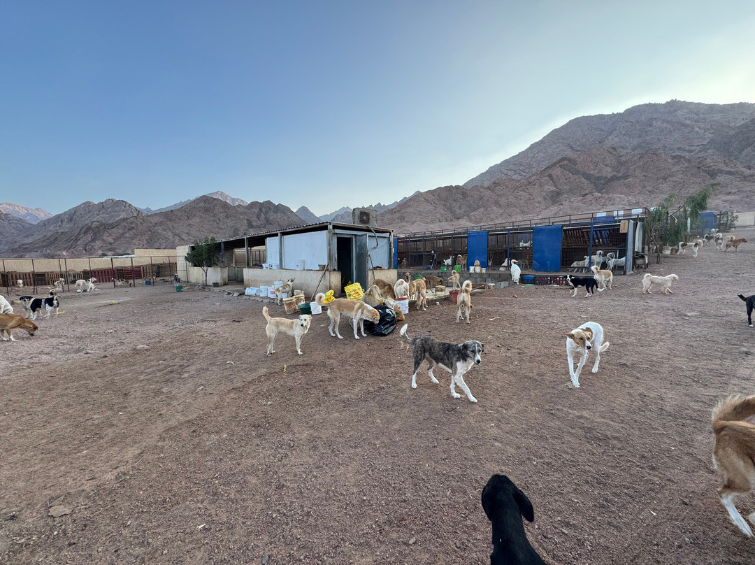 Al Rabee Society For Nature And Animal Protection-亚喀巴必去景点