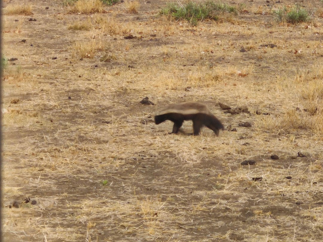 Bushbaby Adventures-伐拉博瓦必去景点