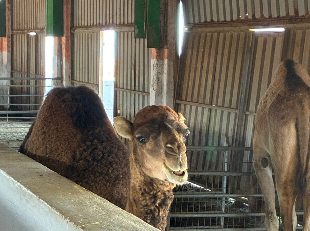 Finca Pepe-Betancuria必去景点