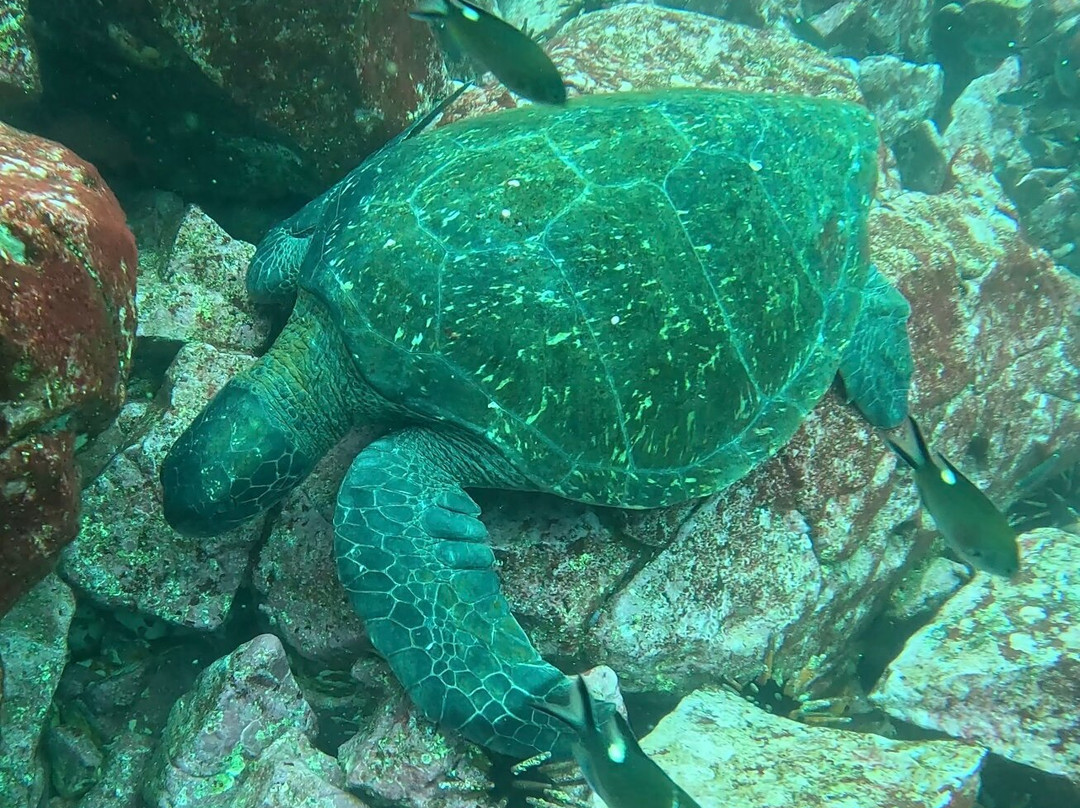 Scuba Iguana-阿约拉港必去景点