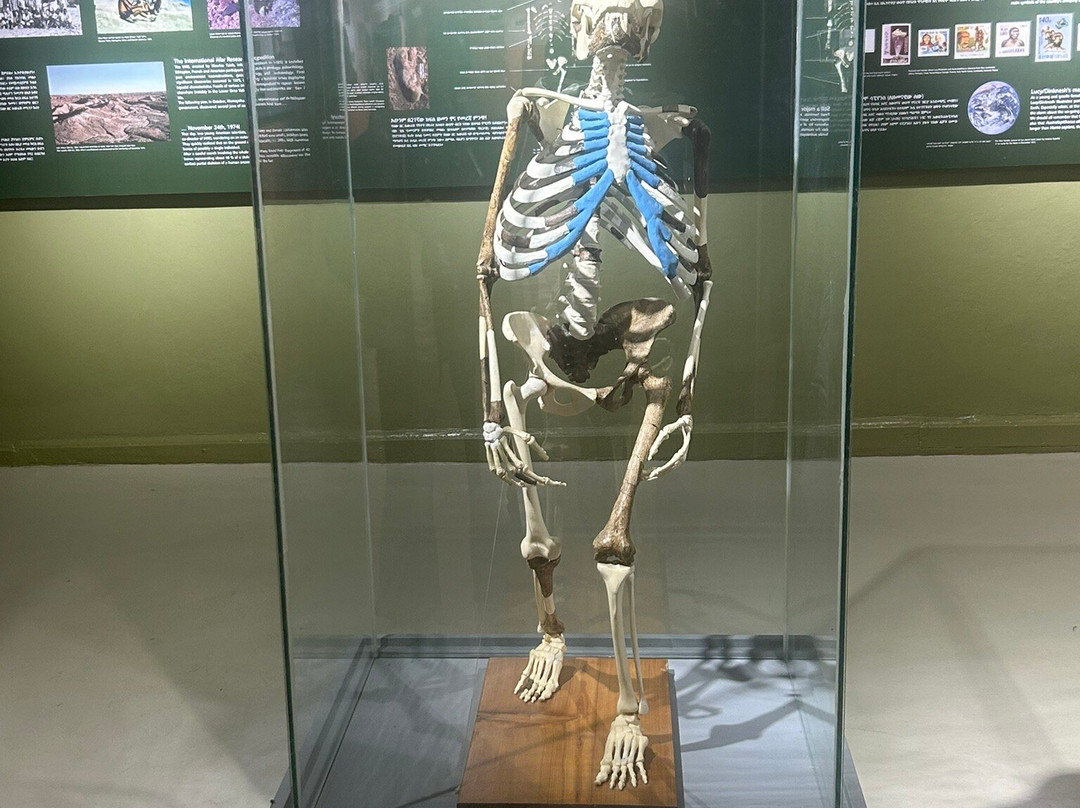 National Museum of Ethiopia-亚的斯亚贝巴必去景点