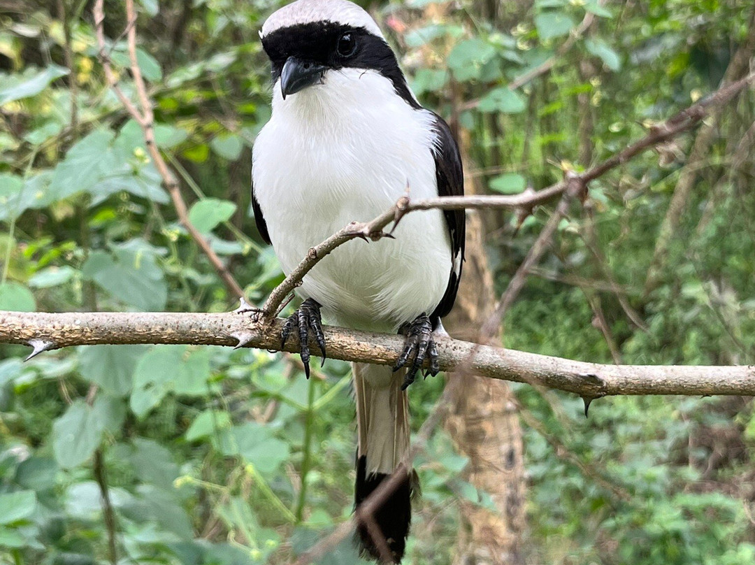 Nyandungu Eco-Park-吉佳利必去景点