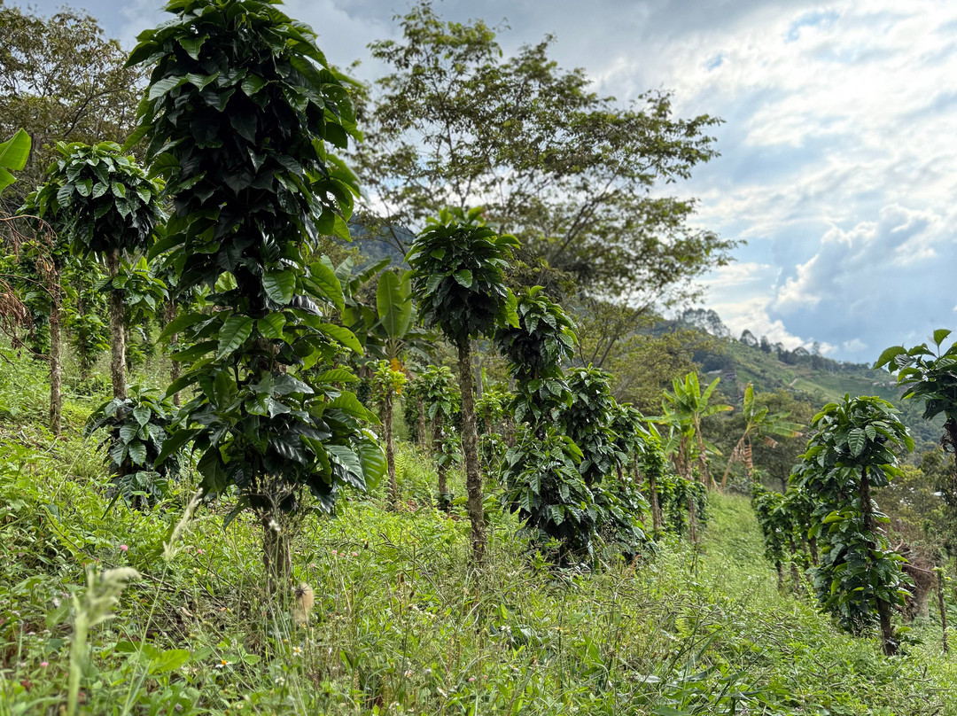 Cafe Tio Conejo-Manizales必去景点
