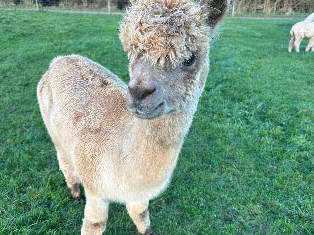 Charnwood Forest Alpacas-Boundary必去景点