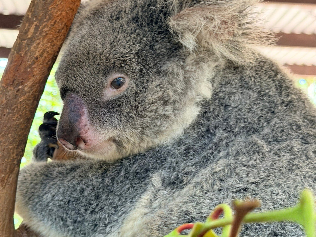 Selina Magnetic Island & The Koala Park-Horseshoe Bay必去景点