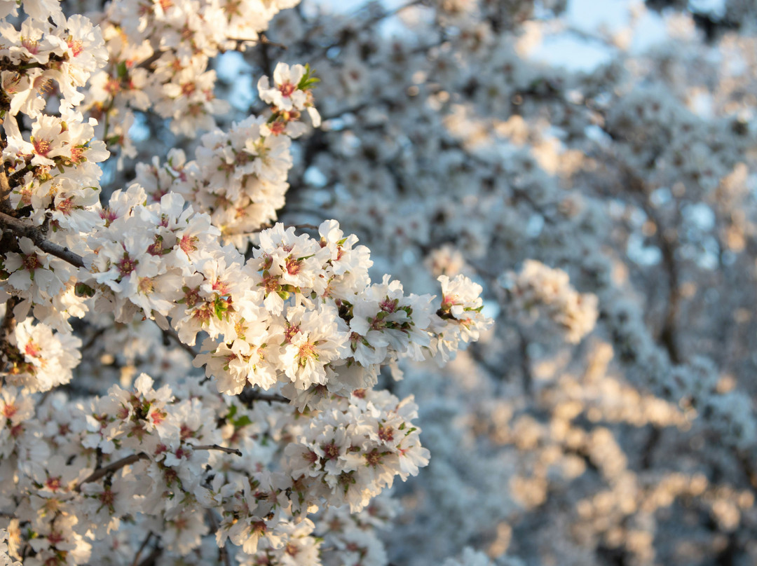 Blossom Trail-弗雷斯诺必去景点