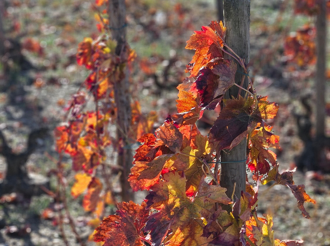 Celler Devinssi-Gratallops必去景点