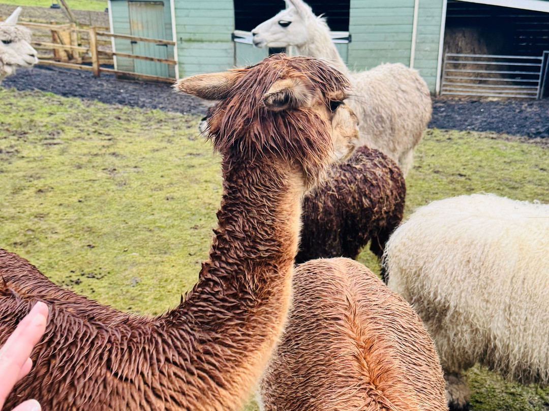 little peru alpaca trekking-Maybole必去景点