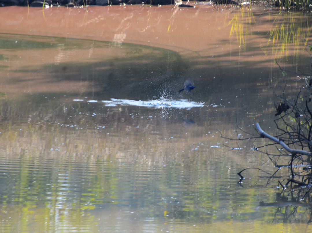 Jungle Bucket List-Moharli必去景点