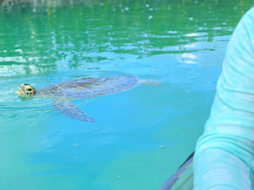 Rising Tide Tours-普罗维登西亚莱斯必去景点