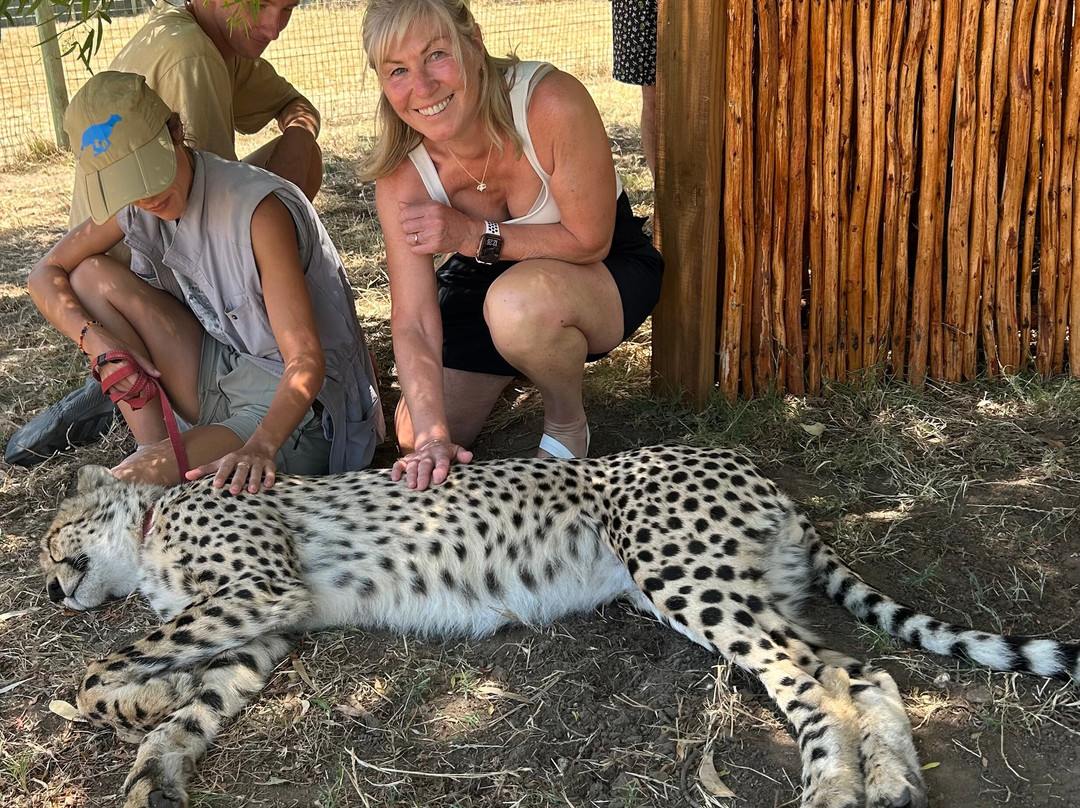 Cheetah Outreach - Somerset West-西索美塞必去景点