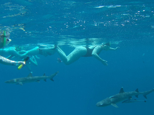 Barefoot Shark Encounters Fiji-丹娜努岛必去景点