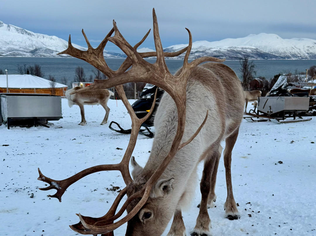 Majestic Whale Encounters-Foa Island必去景点