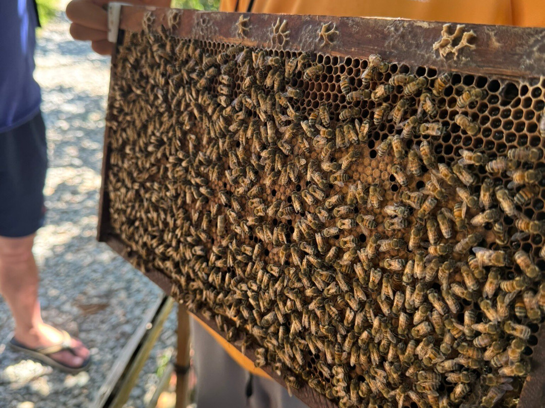 富国岛蜜蜂农场-富国岛必去景点