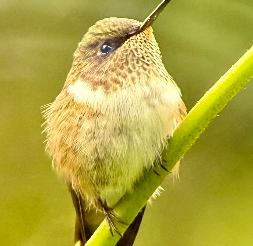 Costa Rica Focus-圣何塞必去景点