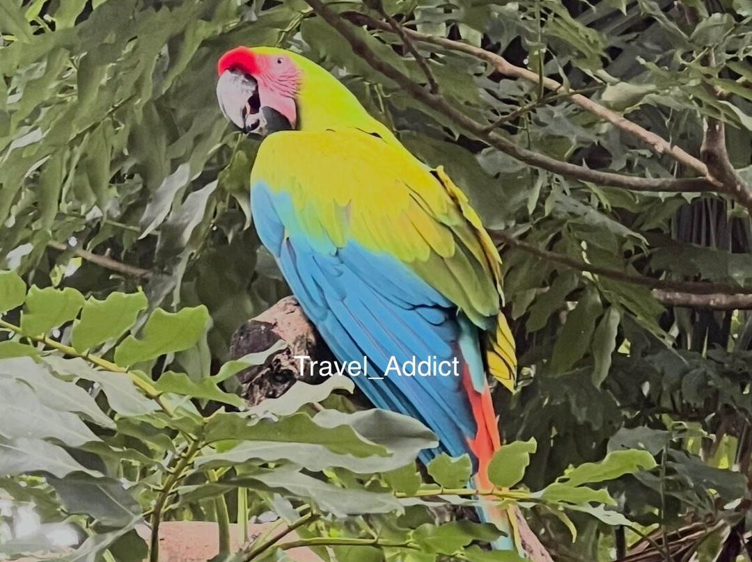 Ara Manzanillo-Manzanillo必去景点