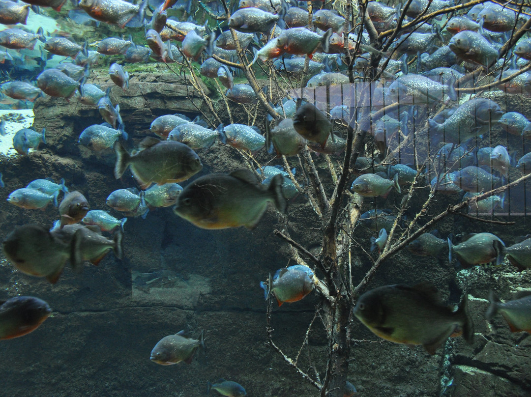 丹麦国家水族馆-哥本哈根必去景点