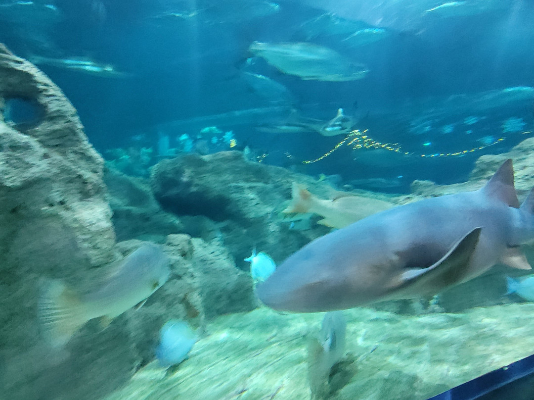 Acuario Michin Guadalajara-瓜达拉哈拉必去景点