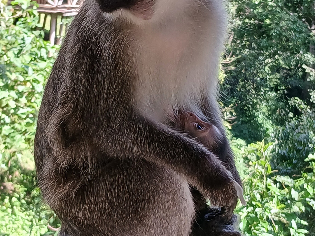 Grassrootz Adventures Uganda-坎帕拉必去景点