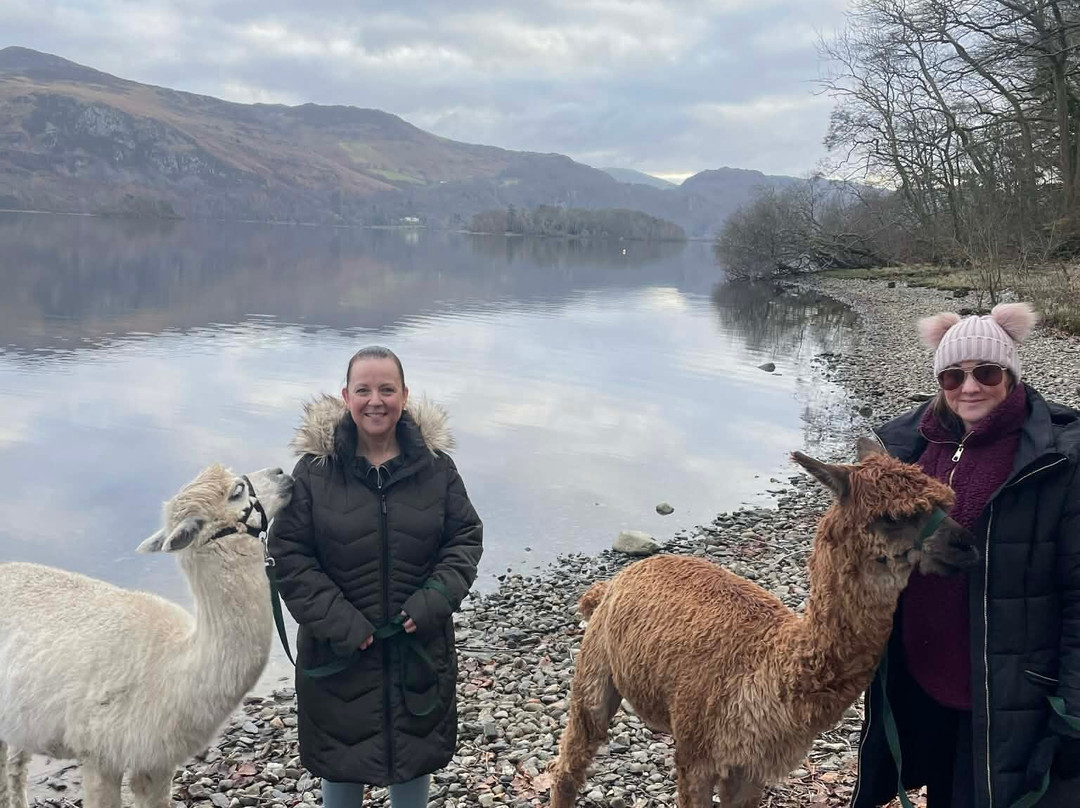 Alpacaly Ever After-Portinscale必去景点