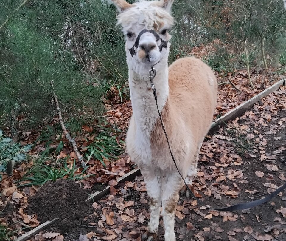 Alpacaly Ever After-Portinscale必去景点