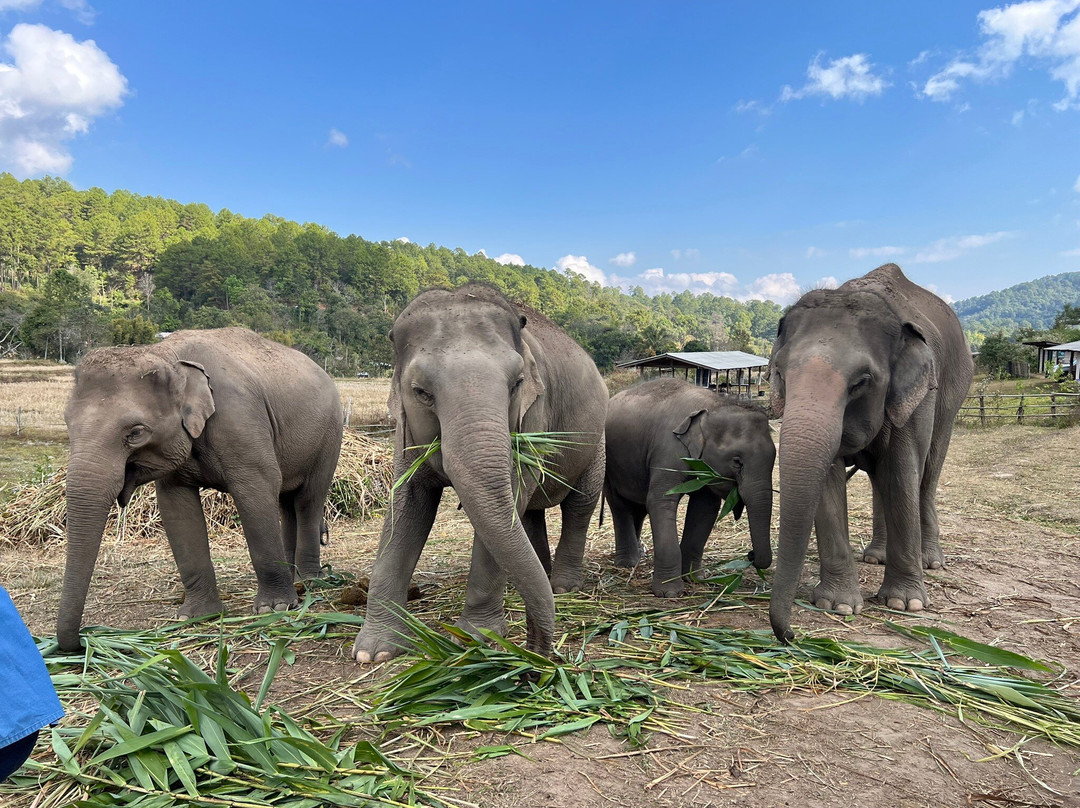 Living Green Elephant Sanctuary-清迈必去景点
