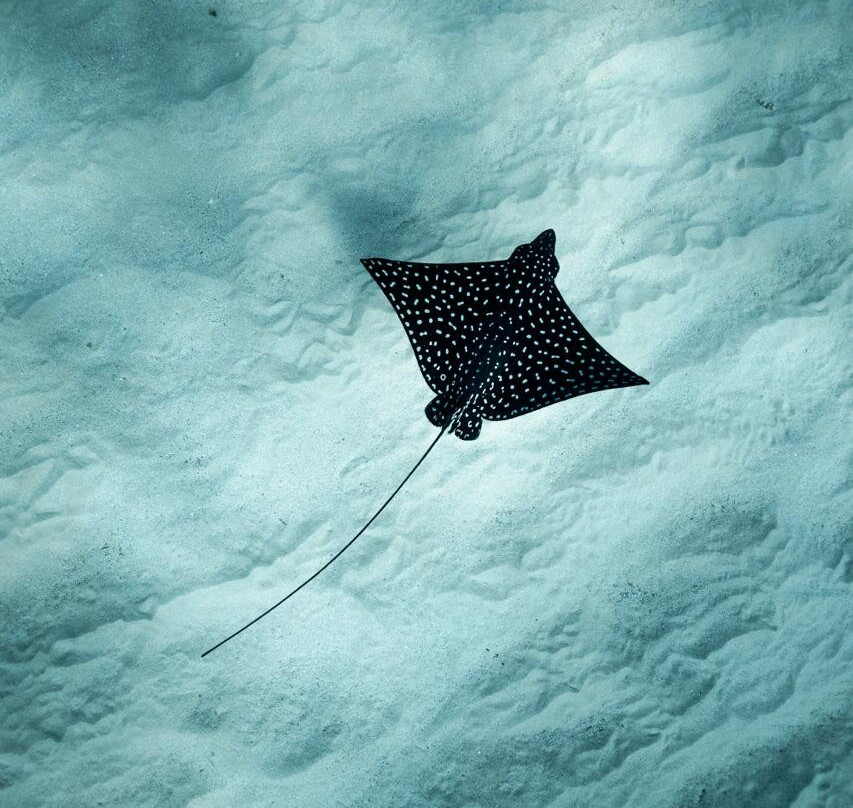 Uncharted Expeditions-圣何塞卡波必去景点