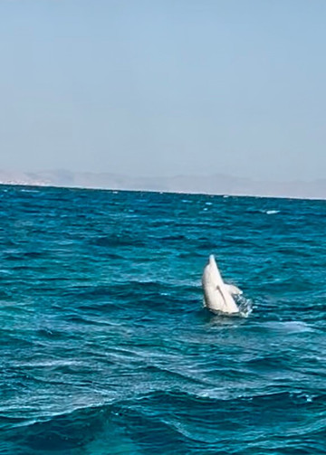 Sun&Fun Reisen-赫尔格达必去景点