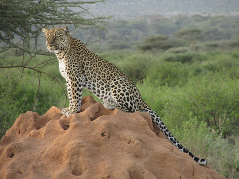 Gilmag Safaris-阿鲁沙必去景点