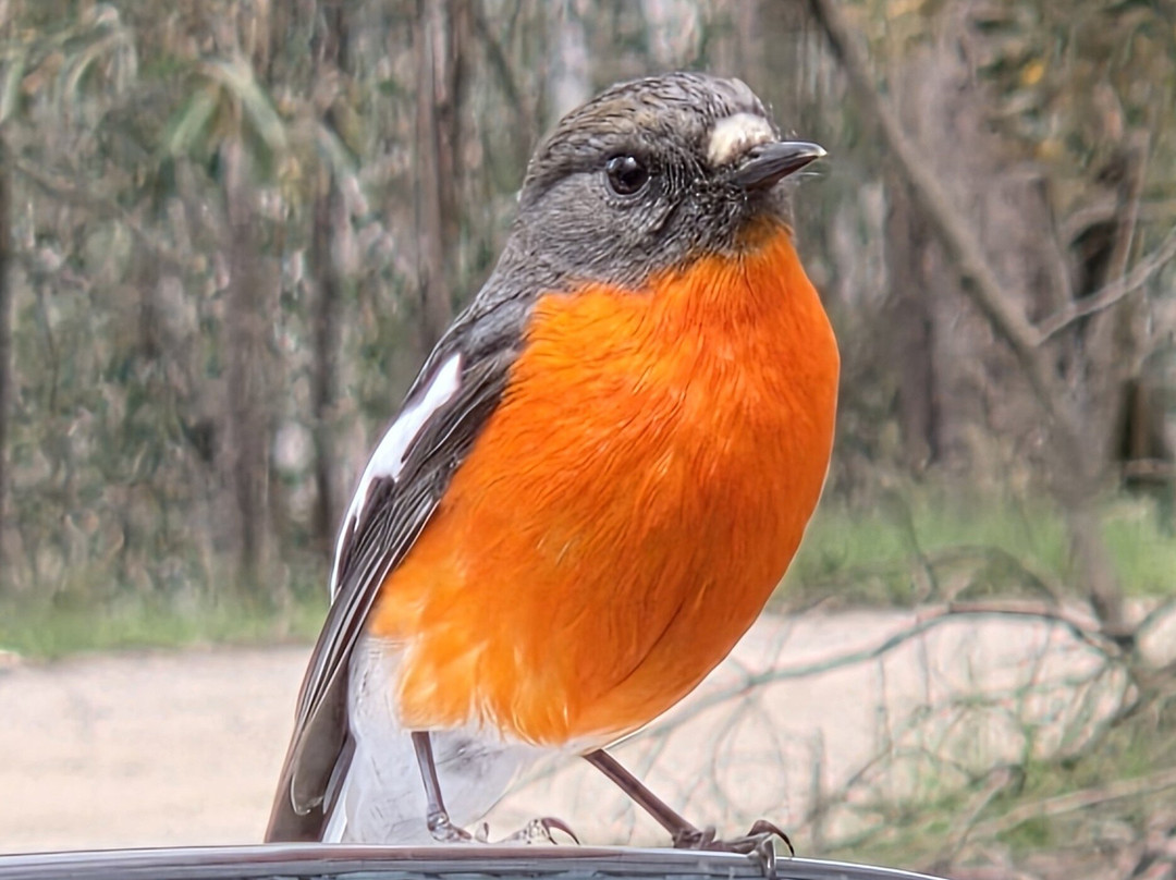 High Country Scenic Tours-曼斯菲尔德必去景点