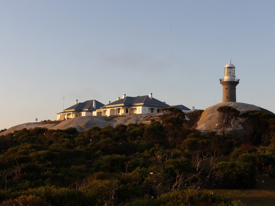 Montague Island-纳鲁马必去景点