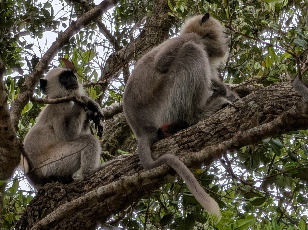 Sri Lanka Wide Tours-科伦坡必去景点