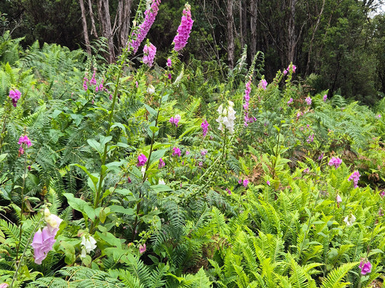 Tall Timbers Adventure Tours-Smithton必去景点