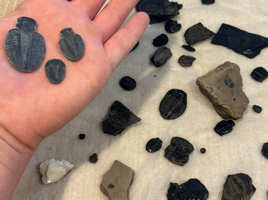 U-Dig Fossils-犹他州必去景点