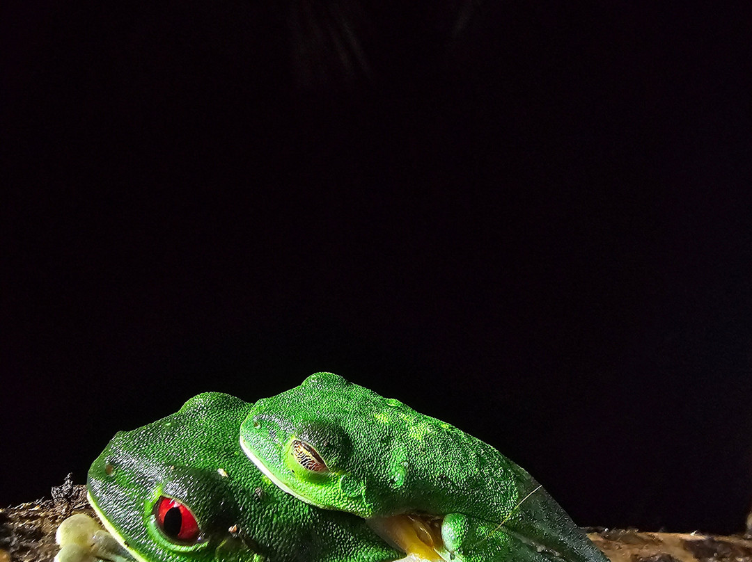 Sierpefrogs-Sierpe必去景点