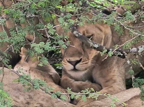 Mikumi Car Rental Safaris-Dar es Salaam必去景点