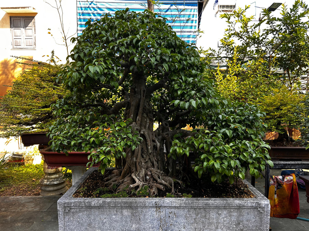 Bonsai Villa Hoi An主图