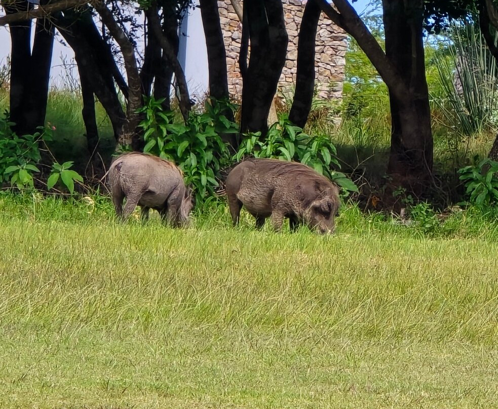 Olivewood Private Estate & Golf Club-东伦敦必去景点