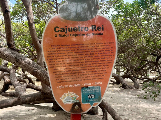Cajueiro Rei-Cajueiro da Praia必去景点