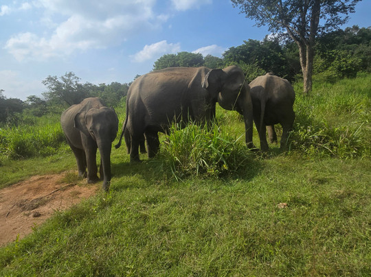 Safari With Asanka-锡吉里亚必去景点